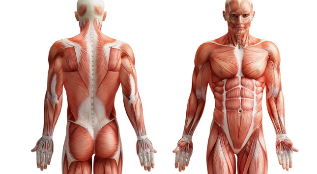 7 hechos sobre los músculos que quizás no conocías