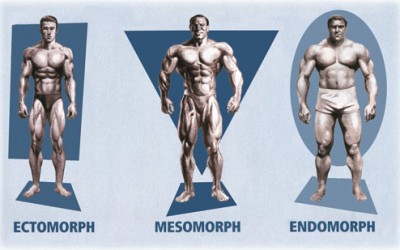 Tipos de cuerpo: Ecto, meso y endomorfo