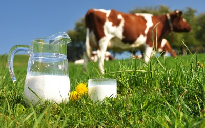 Lo que no sabes sobre la leche sin lactosa