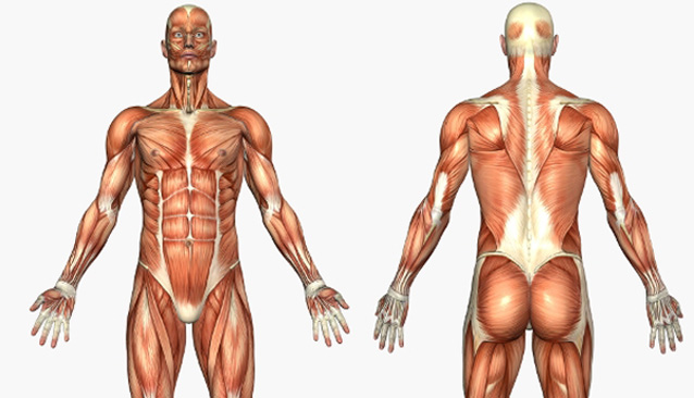 cuerpo musculos